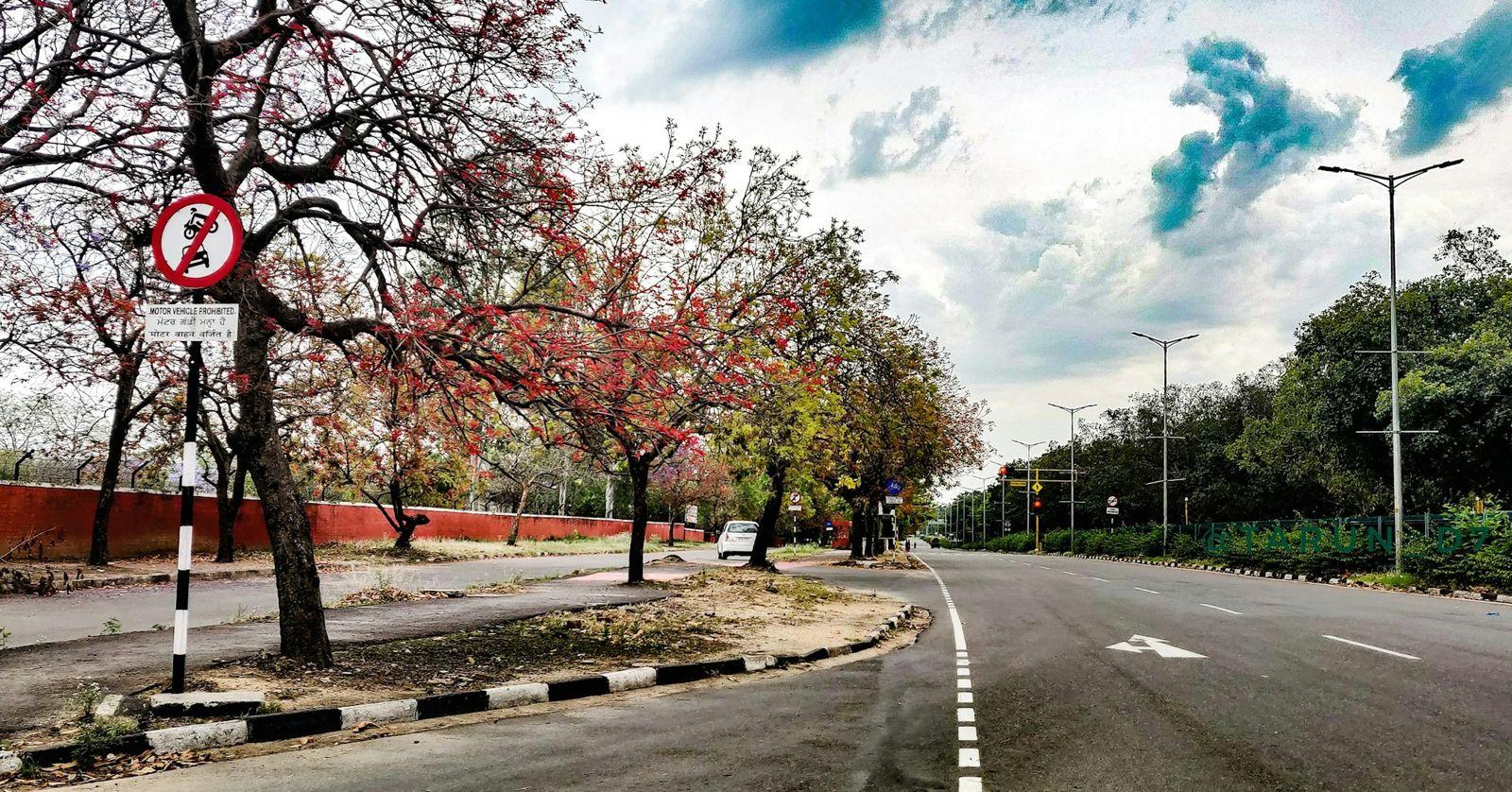 A clean, empty road lined with flowering trees