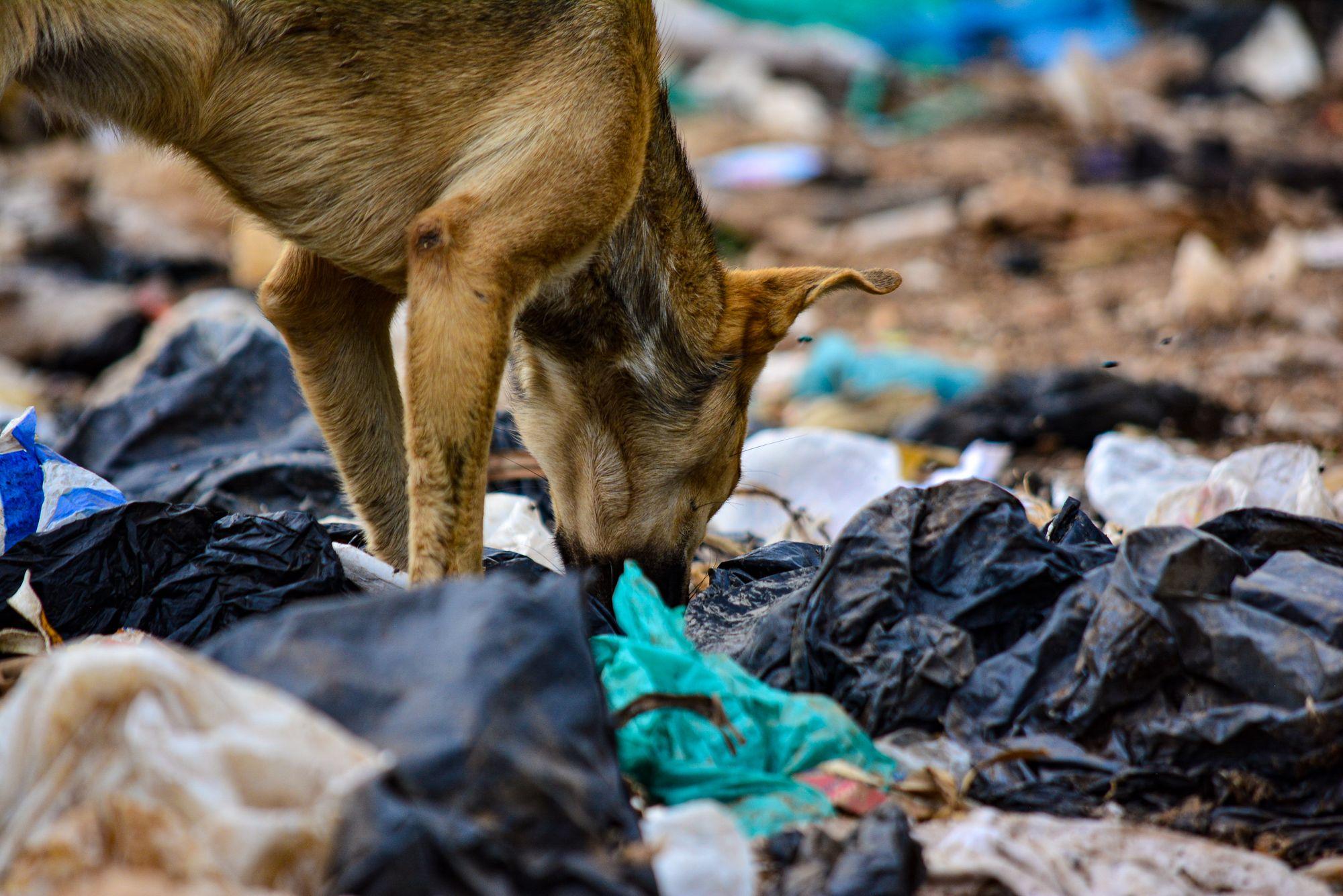 A stray dog nosing through a heap of plastic bags and garbage, scattering it